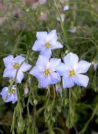 Blue Flax Flower Seeds for Planting – Organic, Heirloom, Non-GMO Wildflower Seeds for planting in your garden.