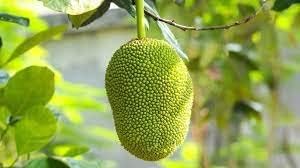 Jackfruit fruit seeds