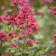 Organic Centranthus Ruber Flower Seeds for Planting – Heirloom, Non-GMO for planting in your garden.