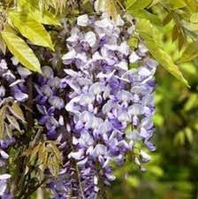 Wisteria Vine Flower Seeds for Planting - NON GMO Seeds