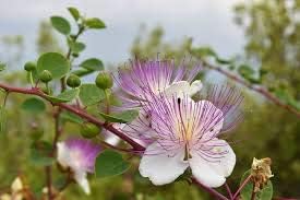 Capparis Spinosa Flower Seeds for Planting - NON GMO Seeds