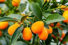 Kumquat Fruit Seeds for Cultivation – 40 Seeds 100 Pcs pcs