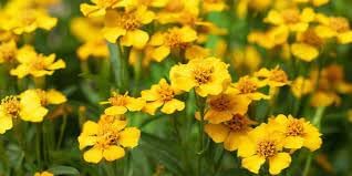 Organic Estragon Flower Seeds for Planting – Heirloom, Non-GMO for planting in your garden.