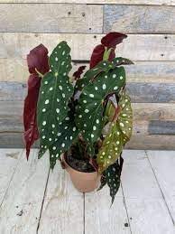 Heirloom Non-GMO Begonia Plant Seeds for Planting ƒ?? Fresh Colorful Shade Blooms