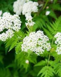 Cicely Flower Seeds for Planting 100 pcs seeds for planting in home garden