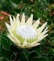 Protea Flower Seeds Heirloom Non GMO Planting - 100 pcs for planting in home garden