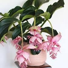 100 Pcs