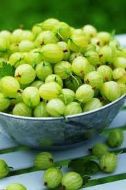 Mulberry Tree Seeds - Grow Your Own Fruitful Mulberry Tree at Home 100 Pcs pcs