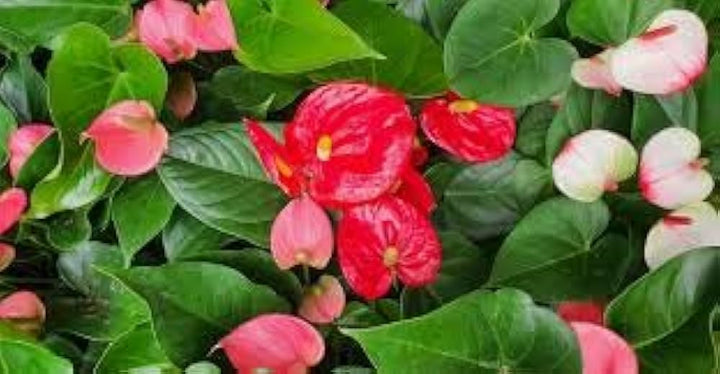 Multi-Colour Anthurium Flower Seeds for Planting - NON GMO Seeds
