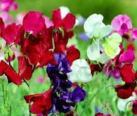 Heirloom Non-GMO Sweet Peas Flower Seeds | Fragrant Climbing Vine Seeds for Garden Trellises