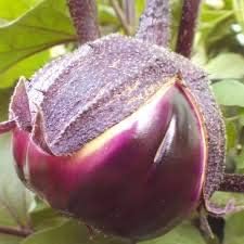 Purple Eggplant Solanum melongena for planting in home garden