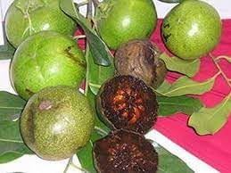 Digyna Fruit Seeds for Growing Sweet and Exotic Fruit Trees 100 Pcs pcs