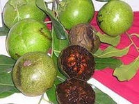 Digyna Fruit Seeds for Growing Sweet and Exotic Fruit Trees 100 Pcs pcs
