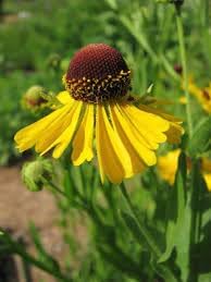 Helenium Flower Seeds for Planting, Heirloom, Non-GMO, 100 pcs