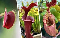 Mosquito Carnivorous Plant Seeds for Planting - NON GMO Seeds