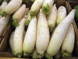 Radish Raphanus sativus seeds for garden planting
