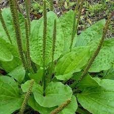 Plantn Plant Seeds Scientific Name Placeholder for planting in home garden