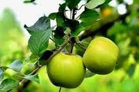 Light green apple fruit seeds