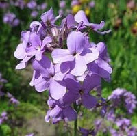 Hesperis Flower Planting Seeds for Garden NON GMO Seeds