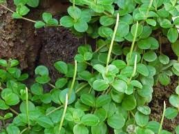 Peperomia Peperomia spp. seeds for indoor planting