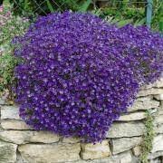 Cress Seeds for Planting – Organic, Heirloom, Non-GMO Flower Seeds