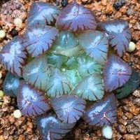 Haworthia Plant Seeds for Planting - NON GMO Seeds for planting in home garden