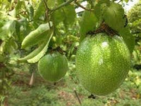 Passion Fruit Seed Collection for Tangy Garden Harvest 100 Pcs pcs