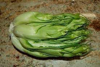 Cicoria Cichorium intybus seeds for herb garden planting