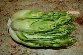 Cicoria Cichorium intybus seeds for herb garden planting