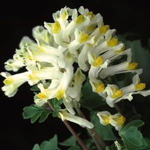 Heirloom (Heirloom scientific name) for planting in garden