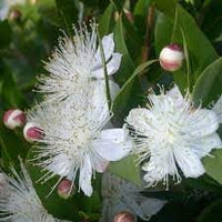 Organic Myrtle Flower Seeds for Planting ƒ?? Heirloom, Non-GMO for planting in your garden.