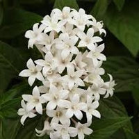 Heirloom Non-GMO Pelleted Flower Seeds for Planting – Easy-Sow Ornamental Garden Blooms - Non-GMO for planting in home garden