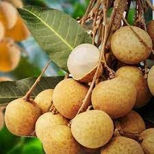 Longan Fruit Seeds for Planting – 50 Seeds 100 Pcs pcs