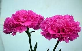 100 Pcs