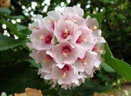 Heirloom Non-GMO Dombeya Bourgassiae Flower Seeds for Planting for planting in home garden