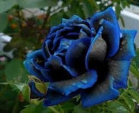 Supreme Rose Bush Flower Seeds for Planting – Heirloom, Non-GMO Garden Seeds