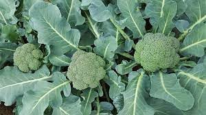 Broccolini Brassica oleracea seeds for garden planting