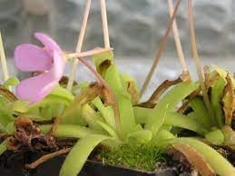 Butterwort Flower Seeds for Planting - 100 pcs
