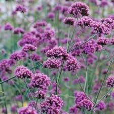 Verbena Bonariensis Flower Seeds for Planting 100 pcs -Hierloom Flower Seeds - Bonariensis for planting in home garden