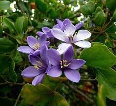 Lignum Flower Seeds for Planting - 100 pcs seeds for planting in home garden