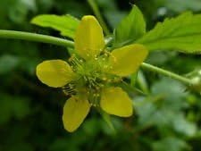 Yellow Moist Wetland Flower Seeds for Planting - 100 pcs