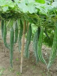Cucumerina Seeds for Planting, 100 Pcs pcs