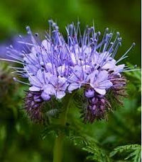 Fiddleneck Flower Seeds for Planting 100 pcs seeds for planting in home garden