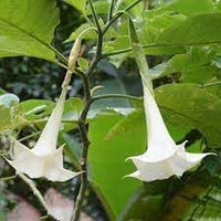 Engelstrompete Flower Seeds for Planting - 100 pcs