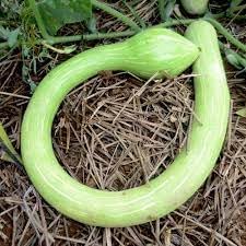 Trombocino Vegetable Seeds for Planting, 100 Pcs pcs