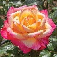 Yellow (Yellow scientific name) for planting in garden