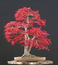 Heirloom Maple Flower Seeds for Planting, Non-GMO for planting in your garden.