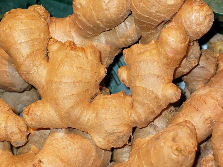 Ginger Vegetable Seeds for Planting - 100 Pcs pcs