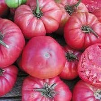 Tomato Seeds for Planting Dark Pink - 100 Pcs pcs
