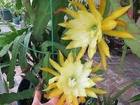 Epiphyllum Flower Seeds Heirloom Non GMO Planting - 100 pcs